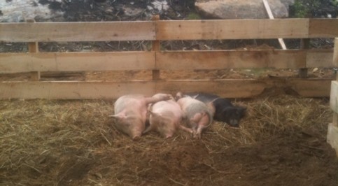 some-contented-hogs-on-LaMountain's-farm-in-Holland.�